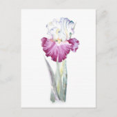 Pink Iris Postkarte (Vorderseite)