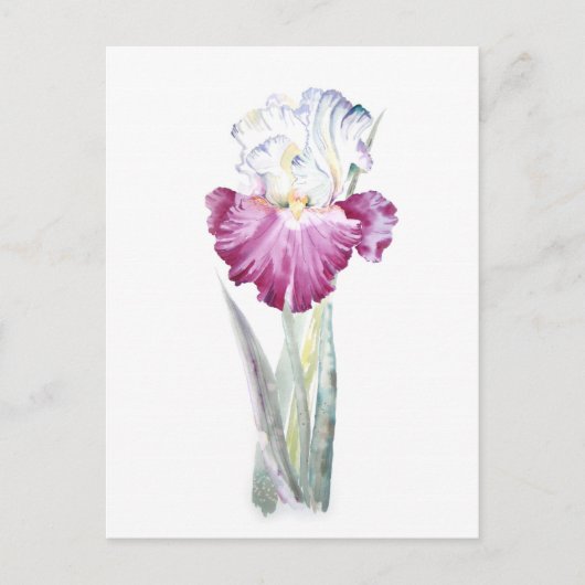 Pink Iris Postkarte (Vorderseite)