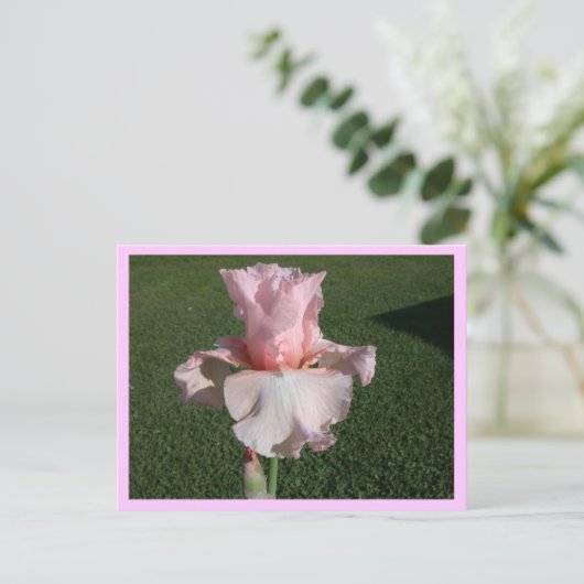 Pink Iris Postkarte (Stehend Vorderseite)