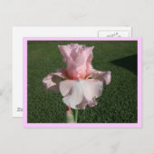 Pink Iris Postkarte (Vorne/Hinten)