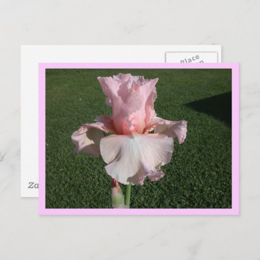 Pink Iris Postkarte (Vorne/Hinten)