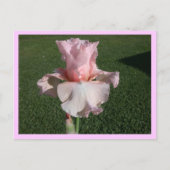 Pink Iris Postkarte (Vorderseite)