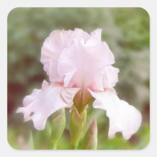 Pink Iris - Vanity Quadratischer Aufkleber