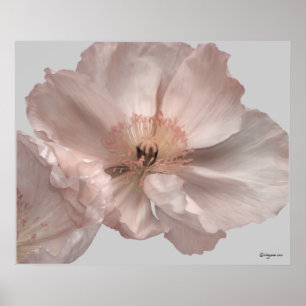 Pink Island Poppy Blume Plakatdrucke Poster
