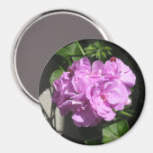 Pink Ivy Geranium Magnet (Vorderseite/Rückseite)