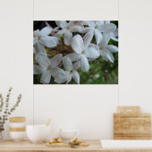 Pink Jasmine-Blume Poster (Küche)