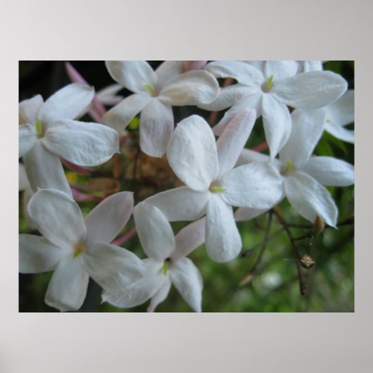 Pink Jasmine-Blume Poster (Vorne)