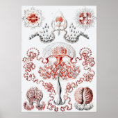 Pink Jellifish - Ernst Haeckel Poster (Vorne)