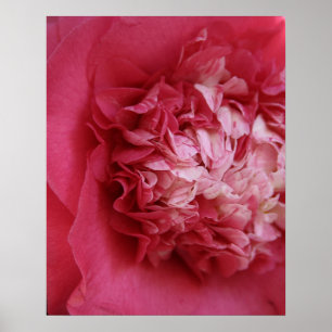 Pink-Kamelie Poster