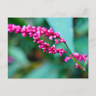 Pink Kleine Blume Postkarte
