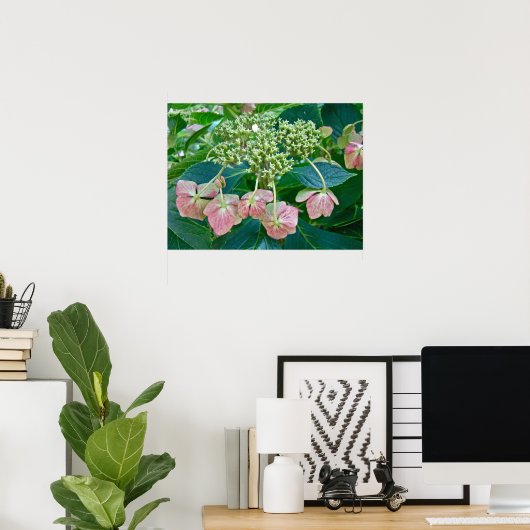 Pink Lace-Cap Hydrangea Blüten - Poster (Heimbüro)