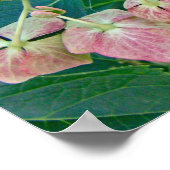 Pink Lace-Cap Hydrangea Blüten - Poster (Ecke)
