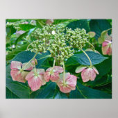 Pink Lace-Cap Hydrangea Blüten - Poster (Vorne)
