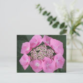 Pink Lace Cap Hydrangea Postkarte (Stehend Vorderseite)
