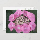 Pink Lace Cap Hydrangea Postkarte (Vorne/Hinten)