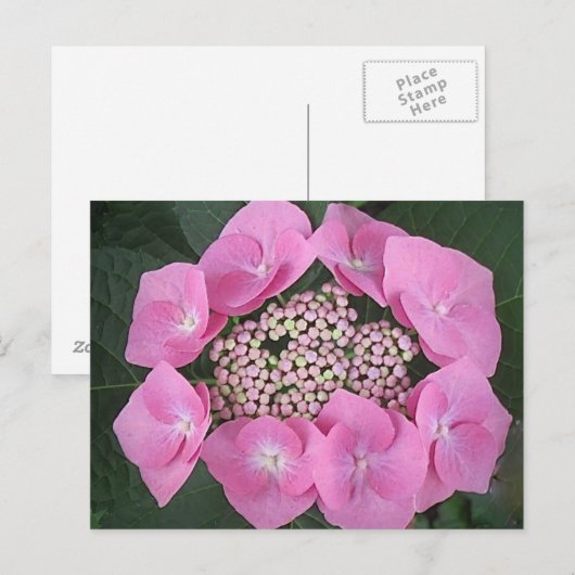 Pink Lace Cap Hydrangea Postkarte (Vorne/Hinten)