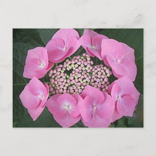 Pink Lace Cap Hydrangea Postkarte