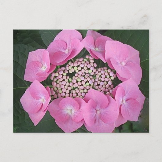 Pink Lace Cap Hydrangea Postkarte (Vorderseite)