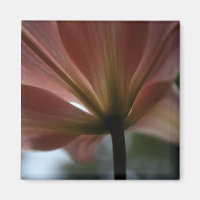 Pink Lady