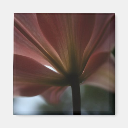 Pink Lady Magnet (Vorne)