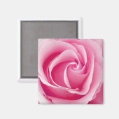 Pink Lady Rose Magnet - Square (Vorderseite/Rückseite)