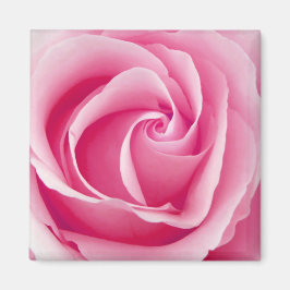 Pink Lady Rose Magnet - Square