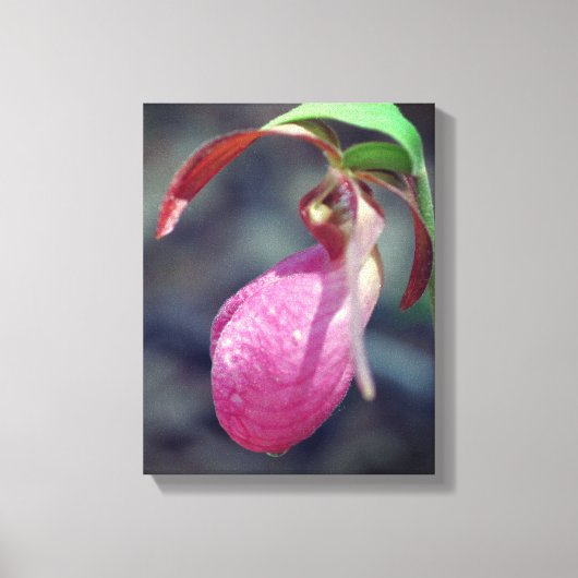 Pink Lady Slipper Orchid Raindrop Leinwanddruck (Vorderseite)