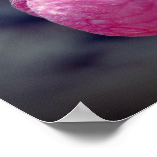 Pink Lady Slipper Orchid Raindrop Poster (Ecke)