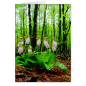Pink Lady Slipper Wild Orchid (Vorne)