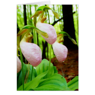 Pink Lady Slipper Wild Orchid