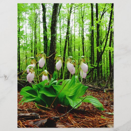 Pink Lady Slipper Wild Orchid (Vorderseite)