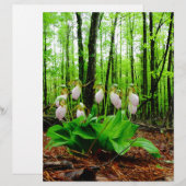 Pink Lady Slipper Wild Orchid (Vorne/Hinten)