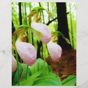 Pink Lady Slipper Wild Orchid