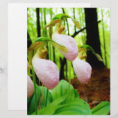 Pink Lady Slipper Wild Orchid (Vorne/Hinten)