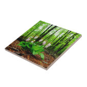 Pink Lady Slipper Wild Orchid Fliese (Seite)