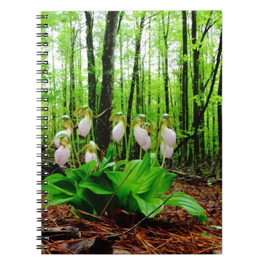 Pink Lady Slipper Wild Orchid Notizblock (Vorderseite)
