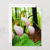 Pink Lady Slipper Wild Orchid Postkarte (Vorne/Hinten)