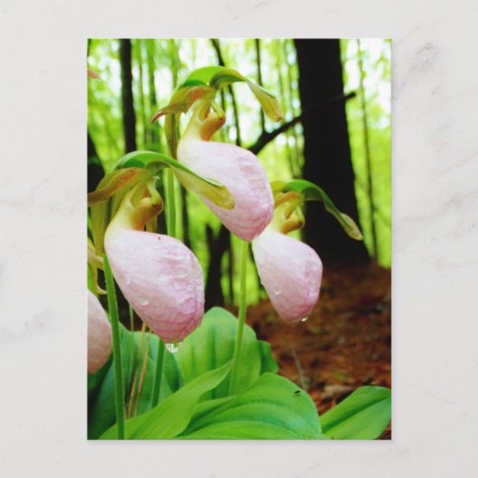 Pink Lady Slipper Wild Orchid Postkarte (Vorderseite)