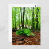 Pink Lady Slipper Wild Orchid Postkarte (Vorne/Hinten)
