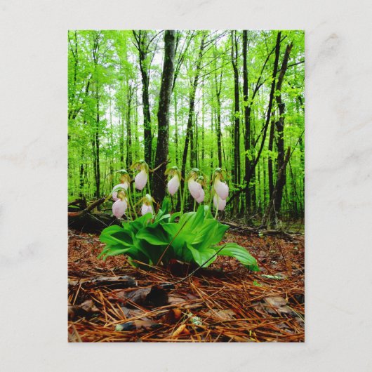 Pink Lady Slipper Wild Orchid Postkarte (Vorderseite)