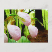 Pink Lady Slipper Wild Orchid