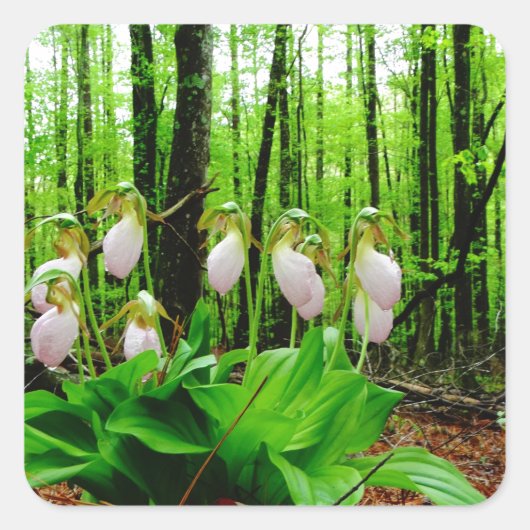 Pink Lady Slipper Wild Orchid Quadratischer Aufkleber (Vorderseite)