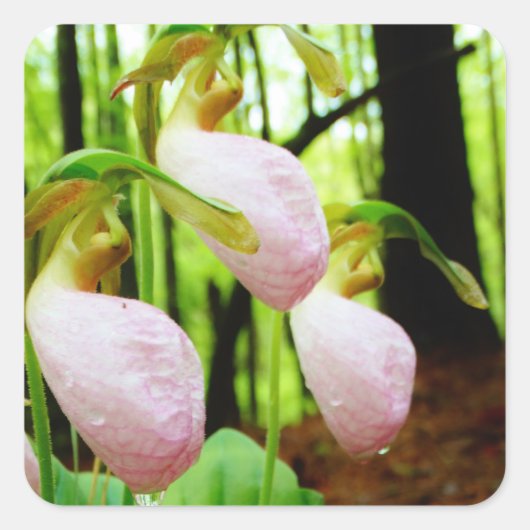 Pink Lady Slipper Wild Orchid Quadratischer Aufkleber (Vorderseite)