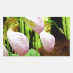 Pink Lady Slipper Wild Orchid Rechteckiger Aufkleber