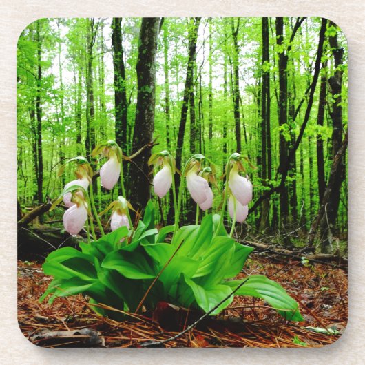 Pink Lady Slipper Wild Orchid Untersetzer (Vorderseite)