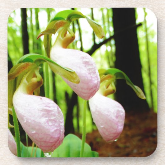 Pink Lady Slipper Wild Orchid Untersetzer (Vorderseite)