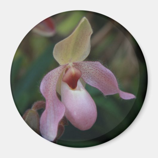 Pink Lady's Slipper Orchid Magnet (Vorne)
