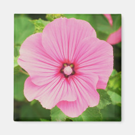 Pink Lavatera Magnet