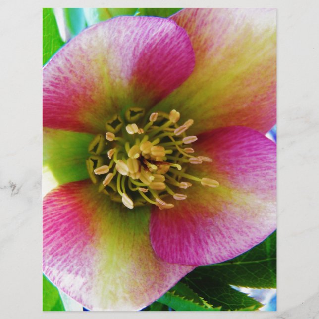 Pink Lenten Rose, (Vorderseite)