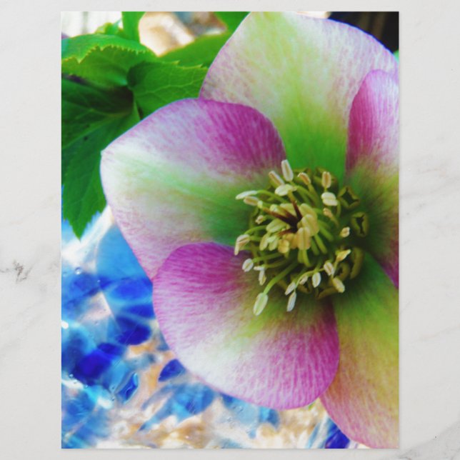 Pink Lenten Rose (Vorderseite)